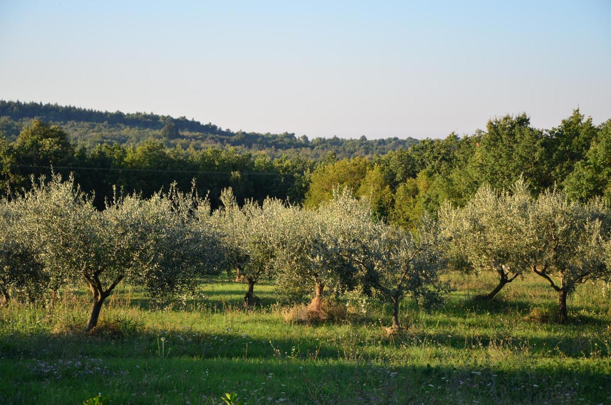 Villa Olivetta By Istrian Country Houses Barat  Eksteriør billede