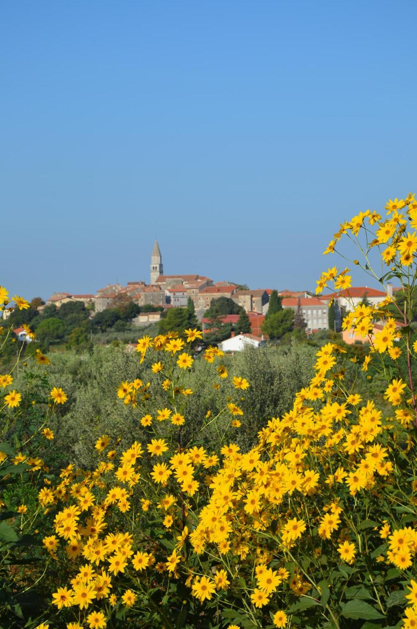 Villa Olivetta By Istrian Country Houses Barat  Eksteriør billede